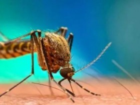 美国批准释放7.5亿只转基因蚊子可能带来病毒变异影响中国！