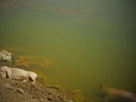 黄河大堤内出现大量死猪不排除因疫病死亡若引发猪瘟引极为棘手!