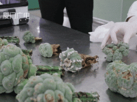 海关截获12株致幻多肉照片曝光:受害者名单流出!