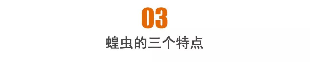 中国还有蝗虫灾害吗看我国是怎样战胜蝗灾的！