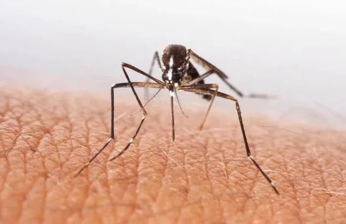 美国批准释放7.5亿只转基因蚊子可能带来病毒变异影响中国！