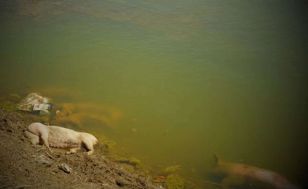 黄河大堤内出现大量死猪不排除因疫病死亡若引发猪瘟引极为棘手！