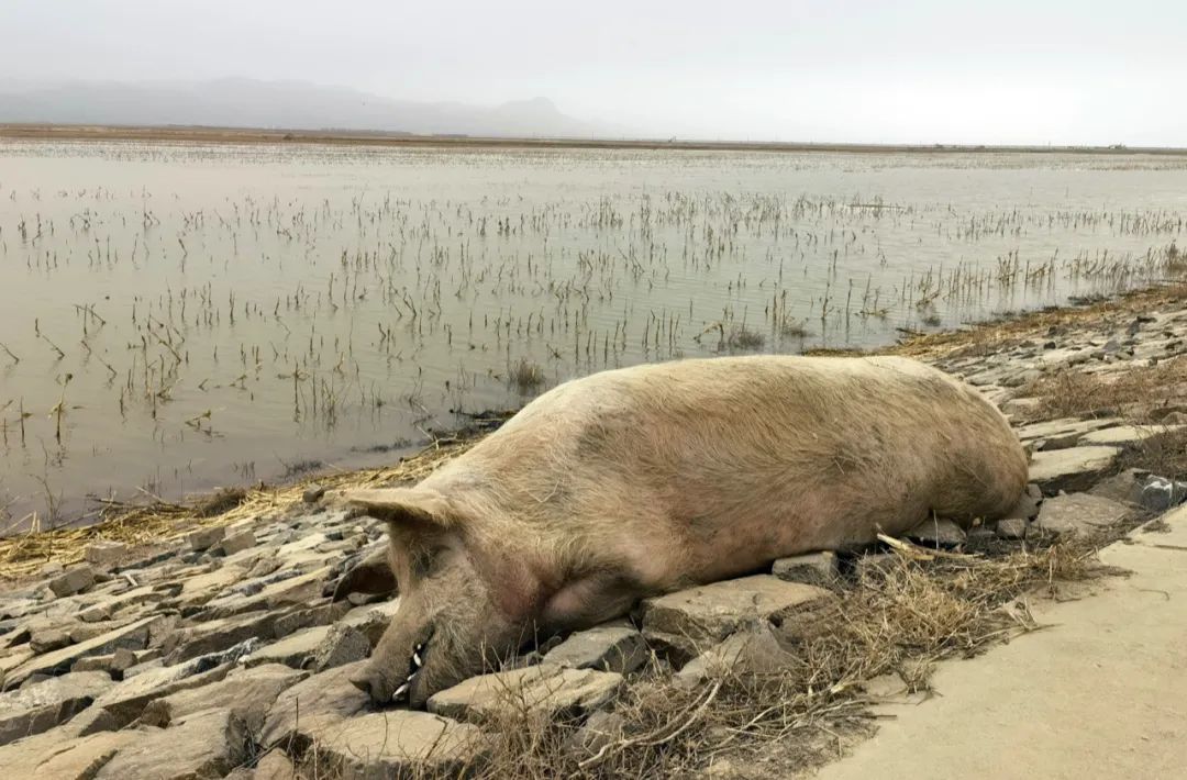 黄河大堤内出现大量死猪不排除因疫病死亡若引发猪瘟引极为棘手！