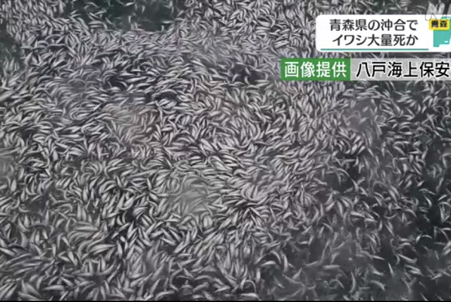 日本近海出现密密麻麻鱼类尸体场景恐怖这个责任不可推卸！