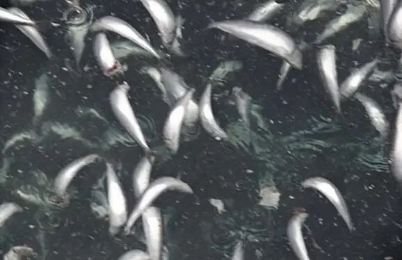 日本近海出现密密麻麻鱼类尸体场景恐怖这个责任不可推卸！